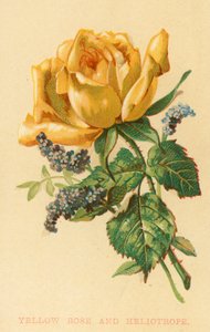 Yellow Rose and Heliotrope