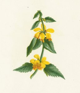 Yellow Weasel-Snout, Galeobdolon Luteum