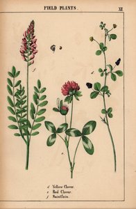 Yellow clover, red clover and saintfoin or sainfoin, from 