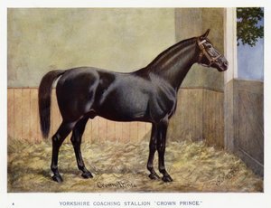 Yorkshire Coaching Stallion 