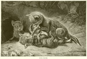 Young Wolves by English School