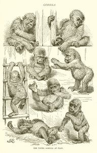 Young Gorilla at Play by English School