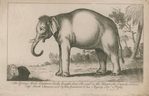 Young Male Elephant by English School