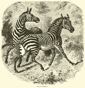 Zebras by English School