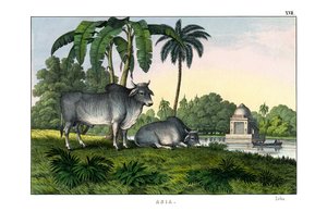 Zebu by English School