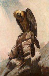 Eagle on Cliff