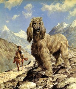 Afghan Hound by Eric Tansley