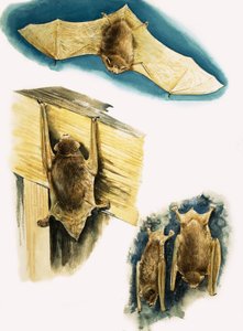 Bats by Eric Tansley