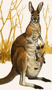 Kangaroo by Eric Tansley