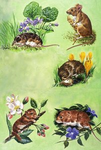 Mice, Voles and Shrews by Eric Tansley
