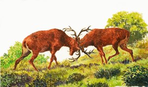 Red Deer by Eric Tansley