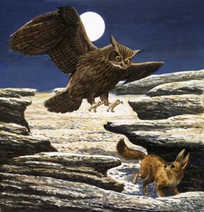 The Fennec Fox and Eagle Owl by Eric Tansley