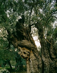 Ancient olive trees in the Garden of Gethsemane, Kidron Valley, Jerusalem, Israel