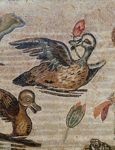 Ducks Swimming in a Pool