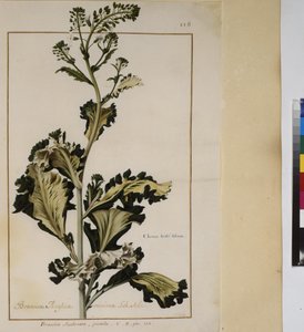 Full page: plant study, c.1650-75