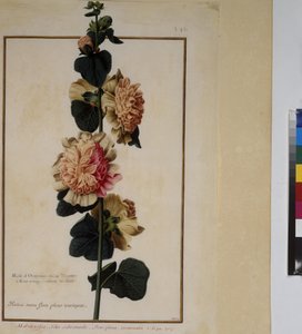 Full page: plant study, c.1650-75 by Erich Lessing