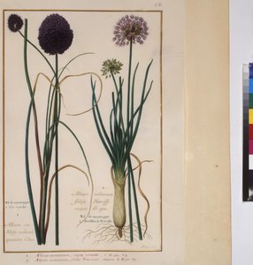 Plant Study, c.1650-75