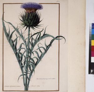 Plant Study, c.1650-75 by Erich Lessing