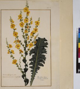 Plant Study, c.1650-75 by Erich Lessing