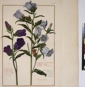 Full page: plant study, c.1650-75 by Erich Lessing