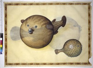 Full page: two pufferfish against neutral backdrop