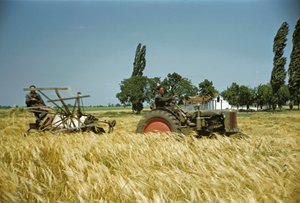 Harvesting in a Hungarian Cooperative, Puszta, Hungarian Plain, Hungary by Erich Lessing