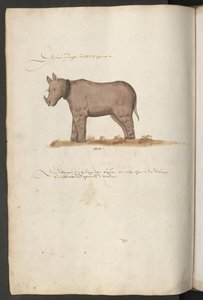 Rhinoceros by Erich Lessing