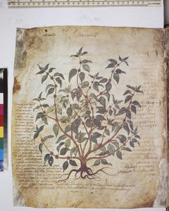 Dioscorides Herbarium: Plant Study and Text
