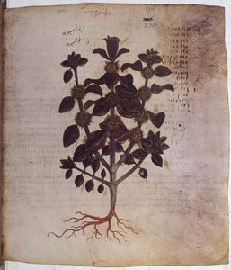 Dioscorides Herbarium: Marrubium Vulgare