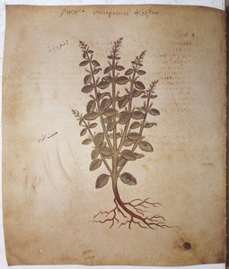 Dioscorides Herbarium: Teucrium Scordium