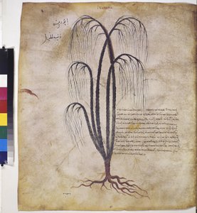 Dioscorides Herbarium: Plant Study with Inscription