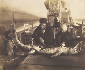 Autopsy of the First Crocodile Onboard, Upper Egypt