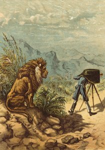 Promising Outlook, Lion Observes Photographer