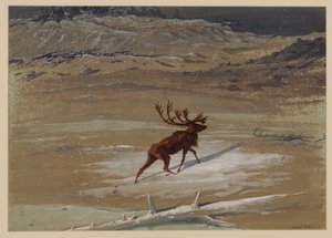 Stag