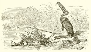 The Angler and the Little Fish by Ernest Henry Griset