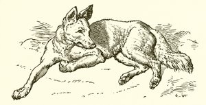 The Wolf in Sheep