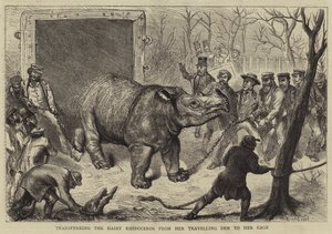 Transferring the Hairy Rhinoceros from her Travelling Den to her Cage