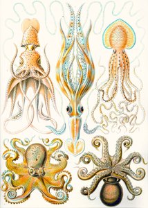 Examples of Various Cephalopods 