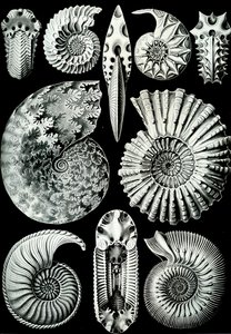 Illustration of Ammonitida from 