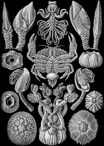 Illustration of Cirripedia from "Kunstformen der Natur" 1904