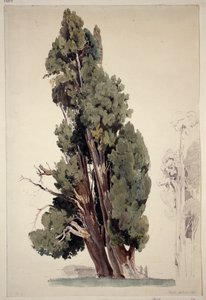 Cypresses in the Park of Villa d