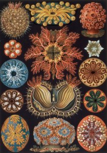 Ascidiae, plate 85 from 
