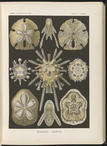 Echinidea: sea urchins and sea dollars by Ernst Haeckel