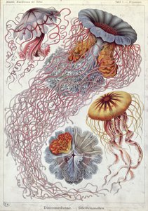 Jellyfish, from 