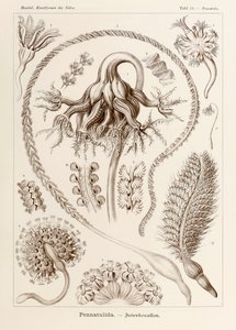 Plate 19 Pennatula Pennatulida from 
