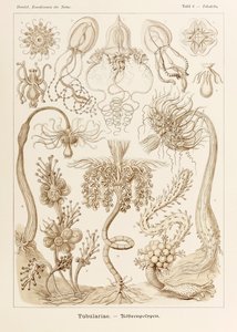 Plate 6 Tubuletta Tubulariae from 