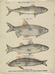 These Are Four Beautiful Fish by Erven de Weduwe Jacobus van Egmont