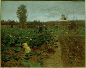 Pumpkin Field