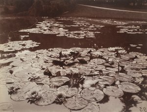 Water Lilies by Eugène Atget