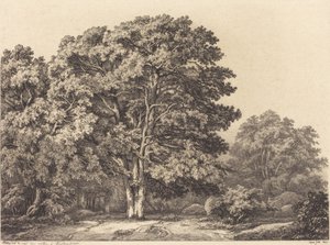 Entrance to a Forest